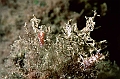 07 Coryphella lineata